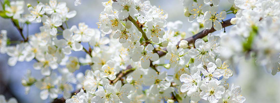 Flowers Outside