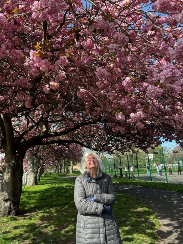 resident on a walk under the cherry blossom trees