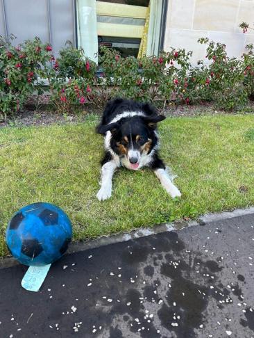 dog-and-ball