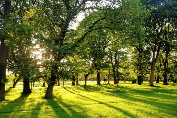 tress-in-the-woods