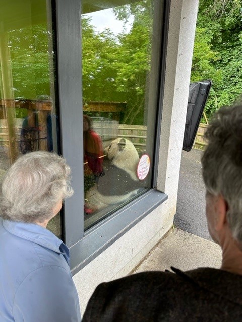 Residents Looking at Panda