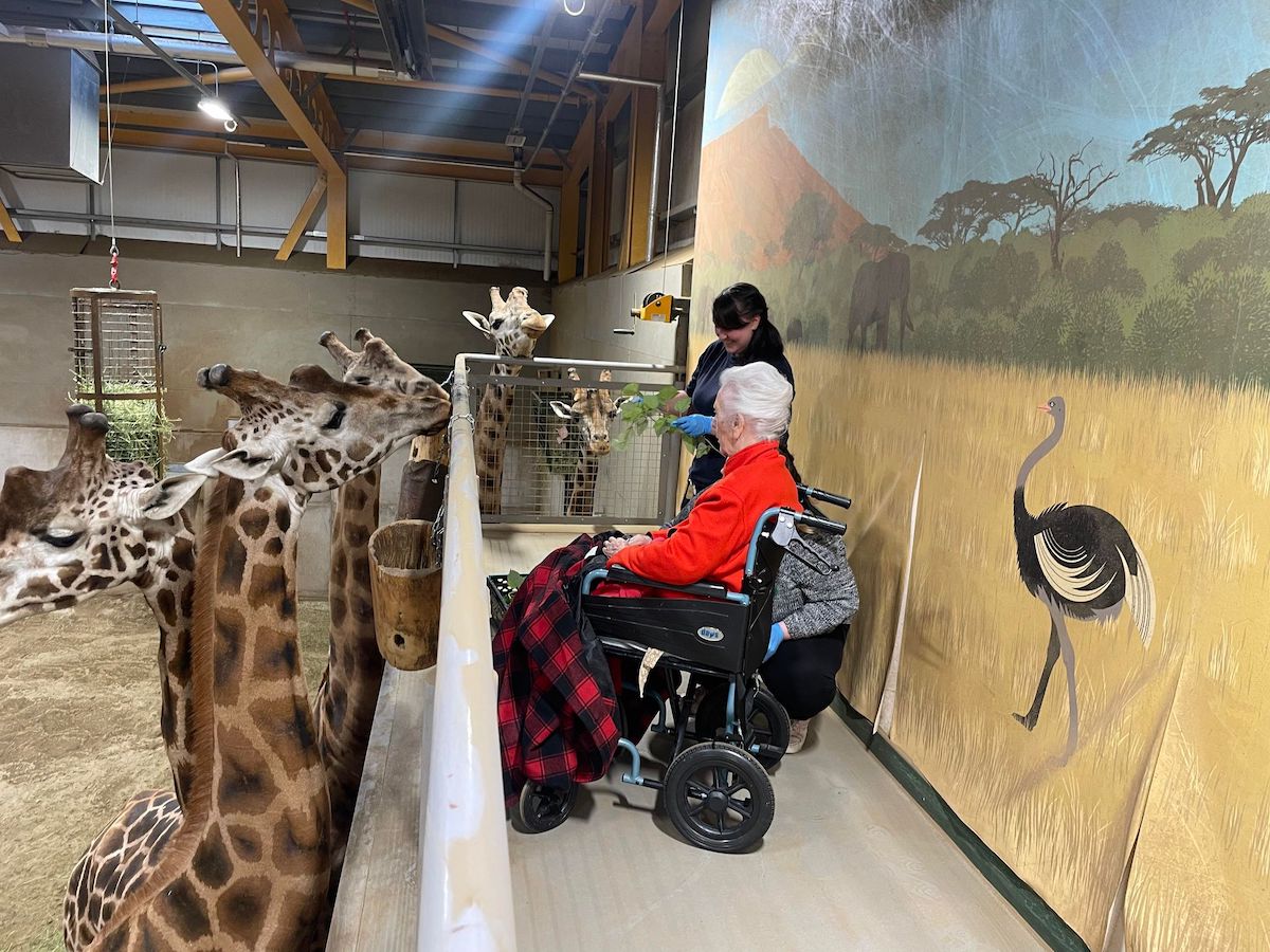 resident-with-giraffes-at-edinburgh-zoo-3